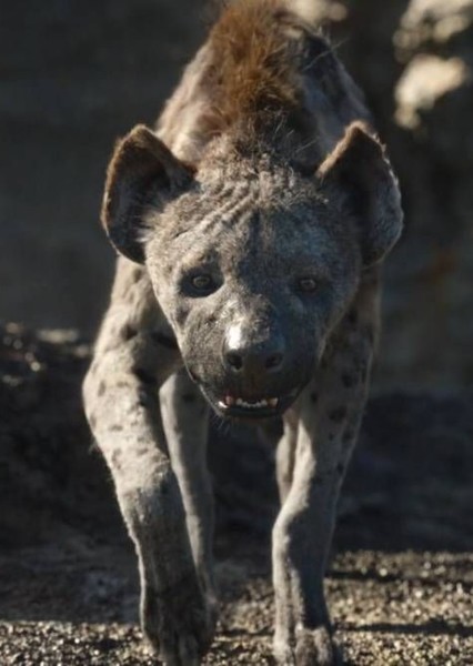 Cave Hyena photo