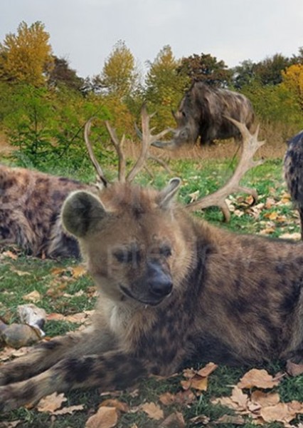 Cave Hyena photo