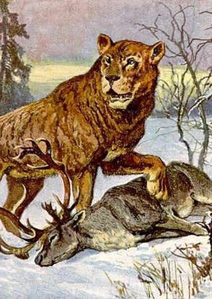 Cave Lion