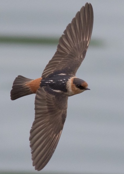 Cave Swallow photo