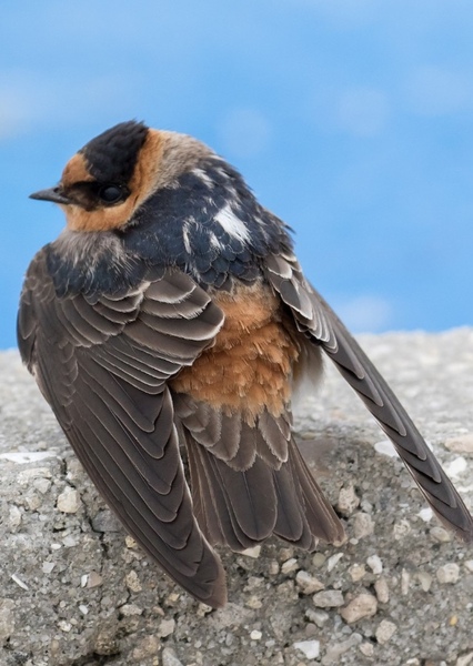Cave Swallow photo