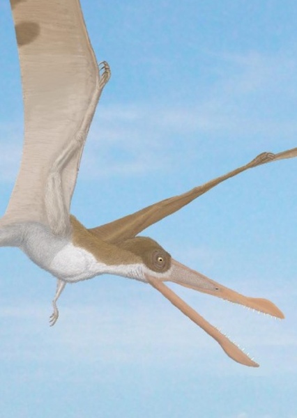 Cearadactylus photo