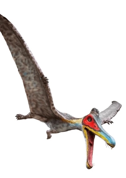 Cearadactylus photo