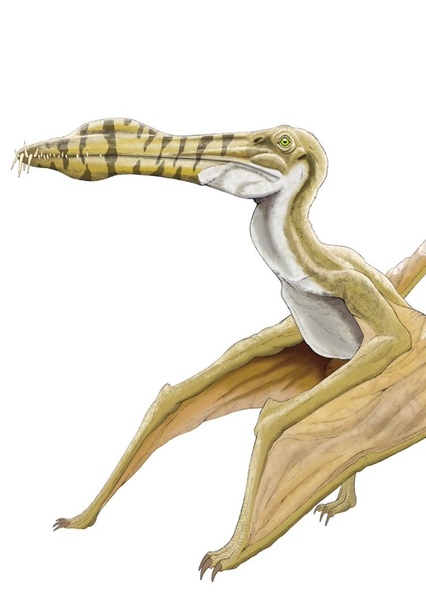 Cearadactylus photo