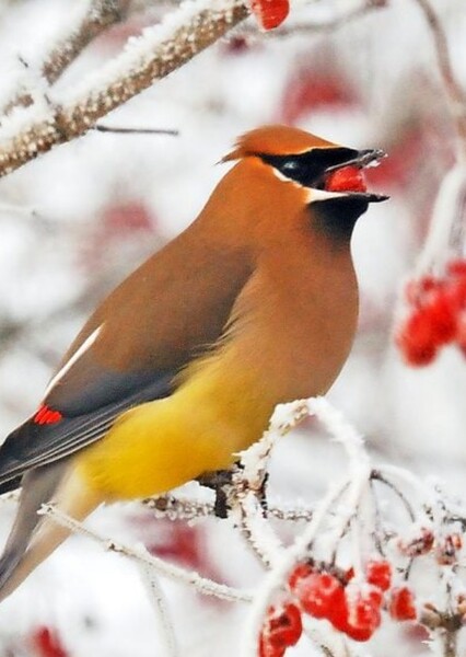 Cedar Waxwing
