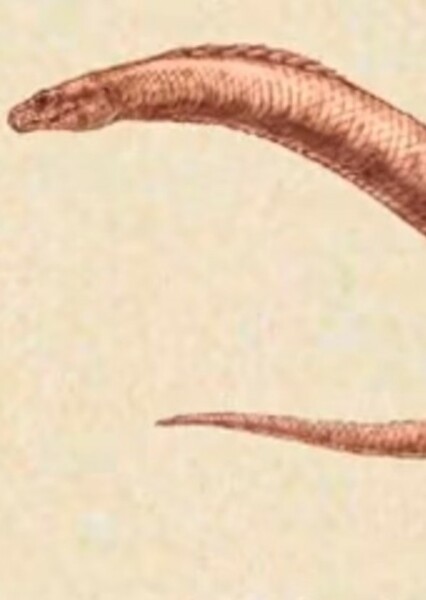 Centipede Creature photo