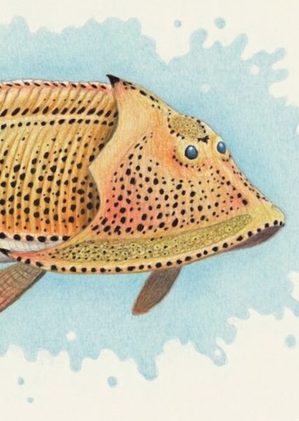Cephalaspis photo