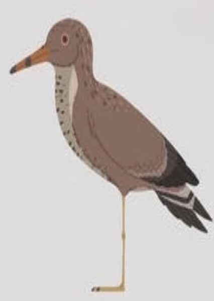 Ceramornis