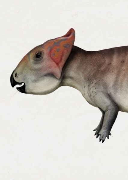 Cerasinops
