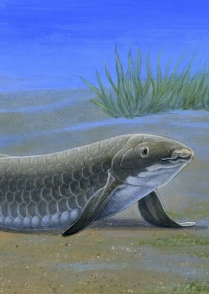 Ceratodus photo