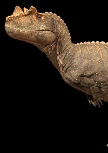 Ceratosaurus photo
