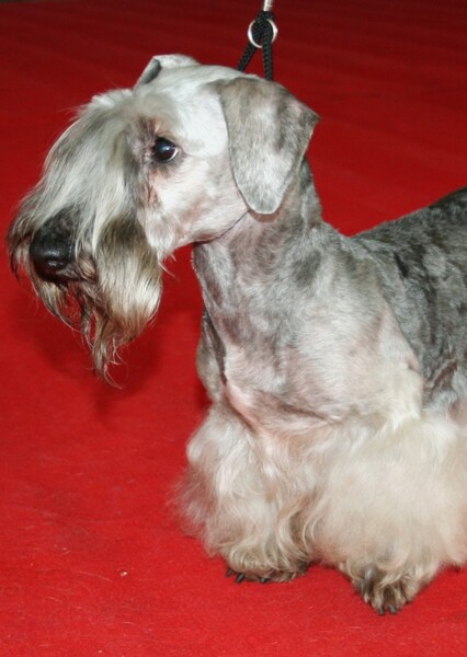 Cesky Terrier