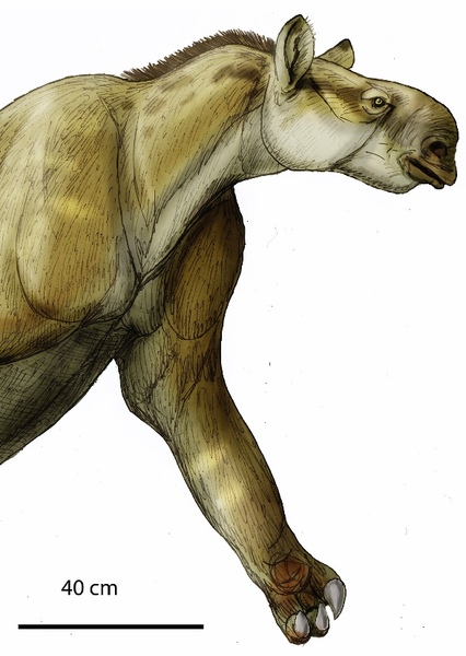Chalicotherium photo
