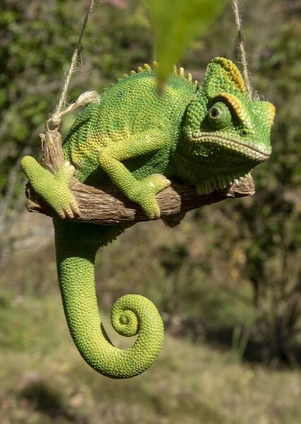 Chameleon photo