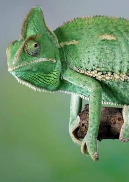 Chameleon