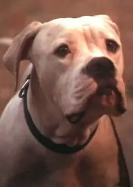 Chance (Homeward Bound)