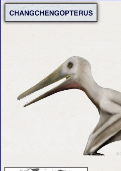 Changchengopterus