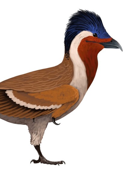 Changchenornis