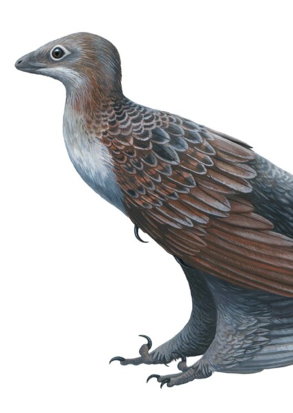 Changyuraptor photo