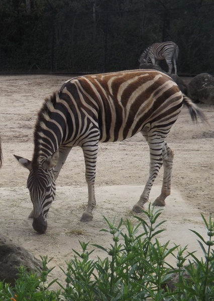 Chapman's Zebra photo