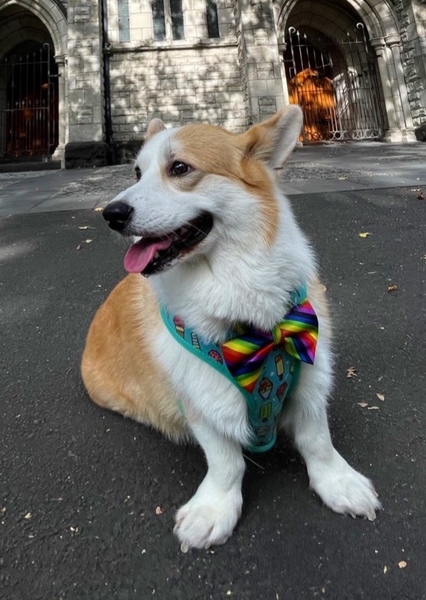 CHARLIE CORGI DOG photo