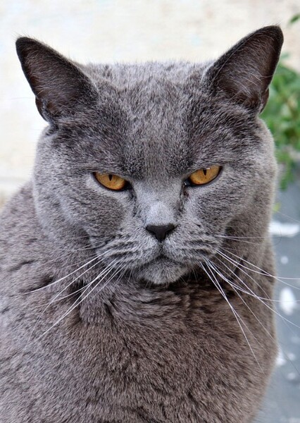 Chartreux cat photo
