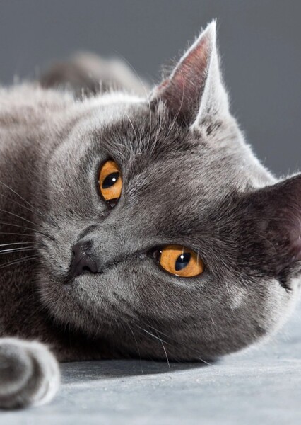 Chartreux cat photo