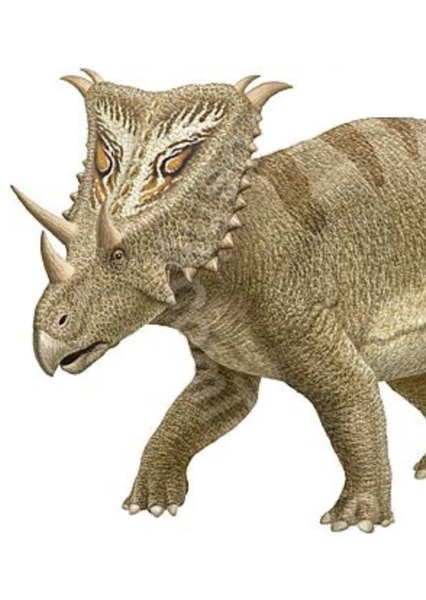 Chasmosaurus photo