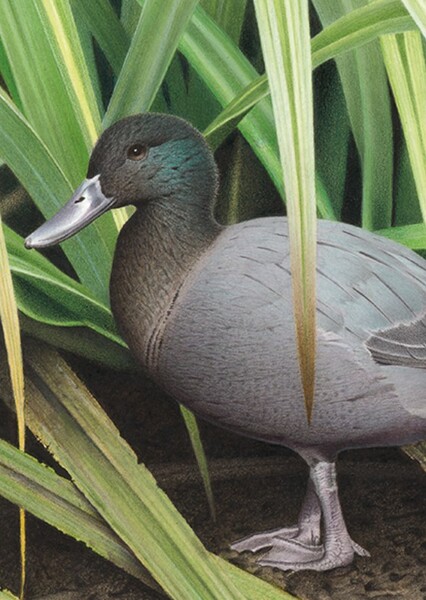 Chatham Duck