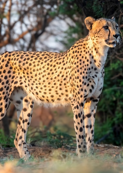 Cheetah