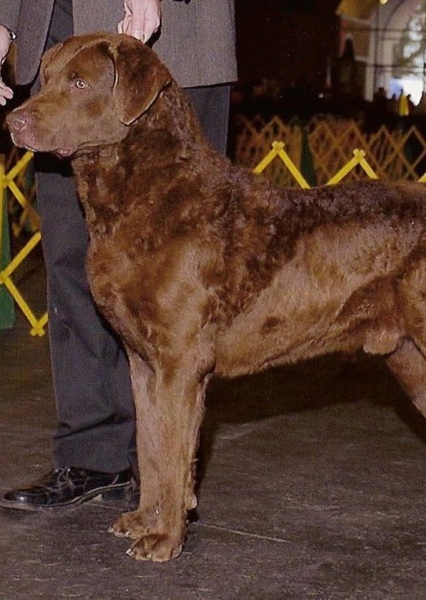 Chesapeake Bay Retriever