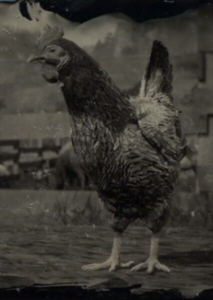 Chicken