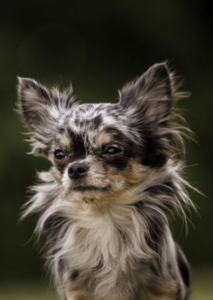 Chihuahua