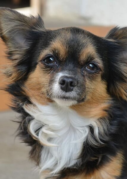 Chihuahua photo