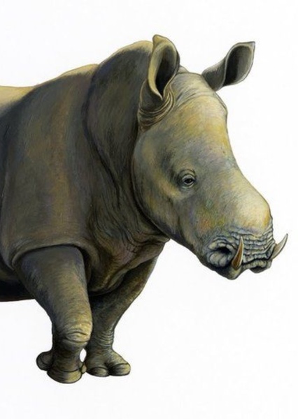 Chilotherium