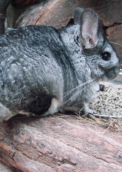 Chinchilla
