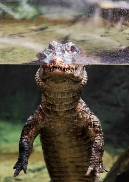 Chinese Alligator
