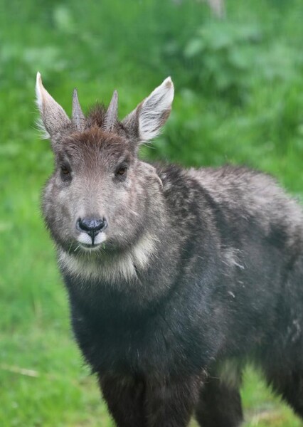 Chinese Goral
