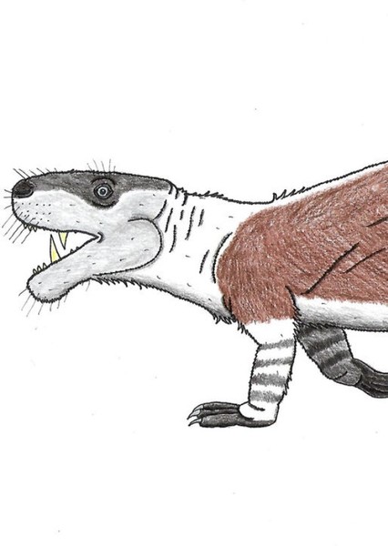 Chiniquodon