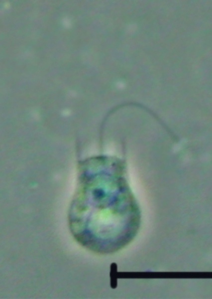 Choanoflagellates