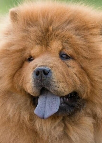 Chow Chow photo