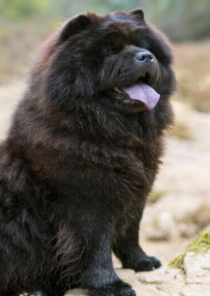 Chow Chow