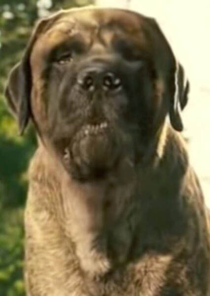 Chupadogra/Buster (Marmaduke) photo