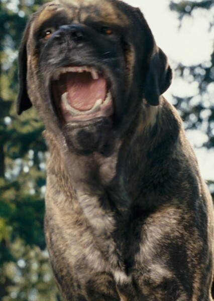 Chupadogra/Buster (Marmaduke) photo