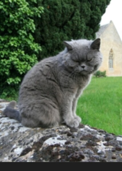 Church the Cat