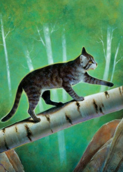Cinderheart (Warrior Cats) photo