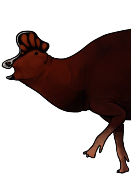 Cionodon