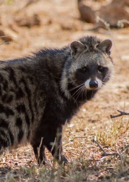 civet