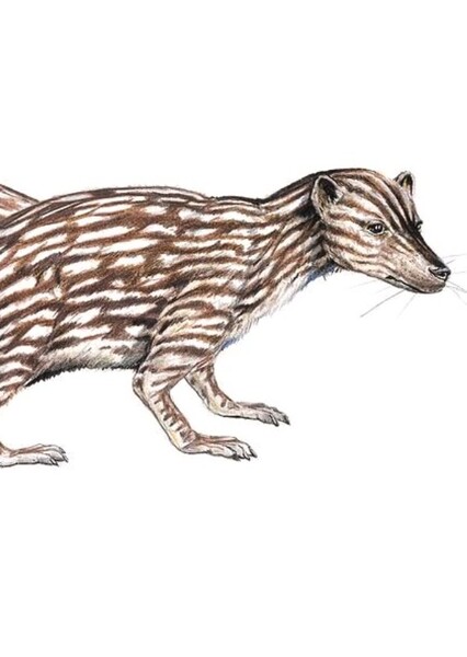 Cladosictis