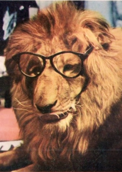 Clarence the Lion photo